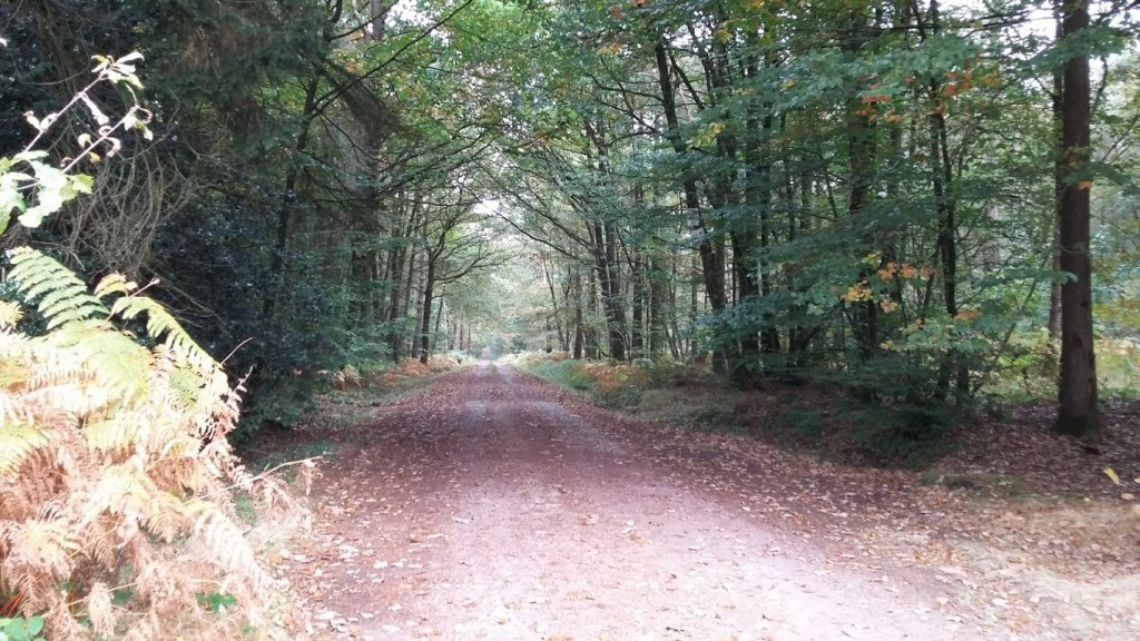 foret-de-broceliande